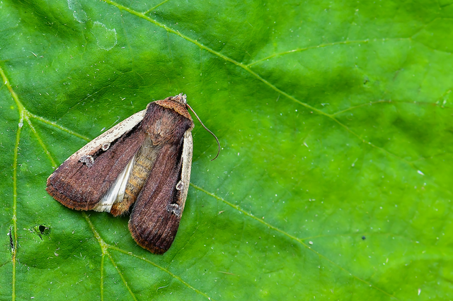 Ochropleura plecta - fehérszegélyű fűbagoly