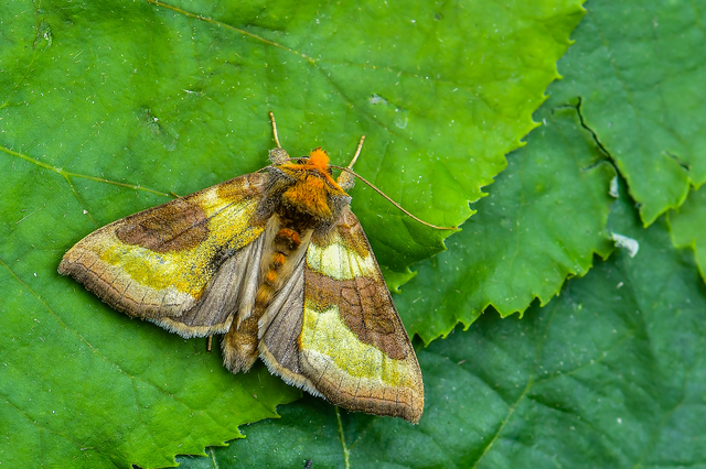 Diachrysia chrysitis/stenochrysis