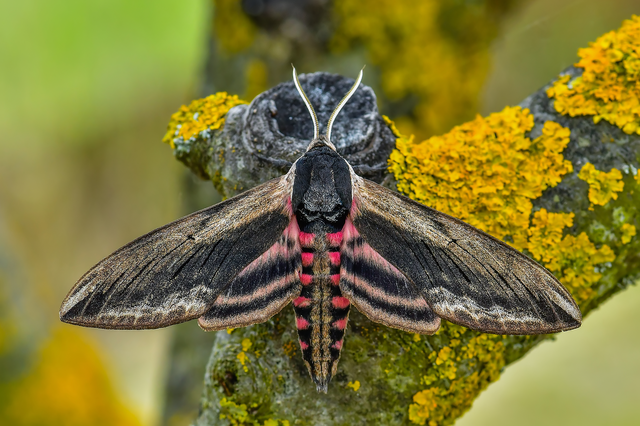 Sphinx ligustri - fagyalszender