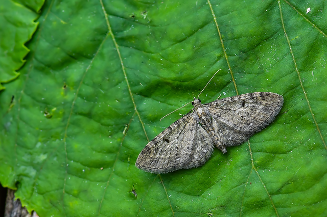 Eupithecia virgaureata - aranyvessző-törpearaszoló
