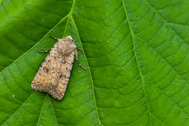 Paradrina clavipalpis - közönséges selymesbagoly
