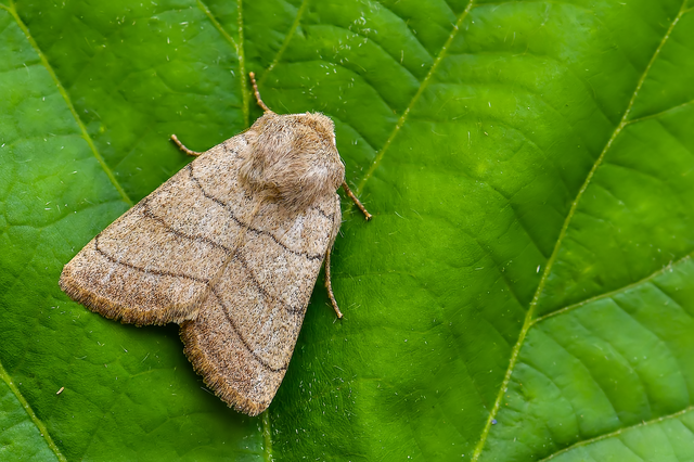 Charanyca trigrammica - háromsávos lombbagoly