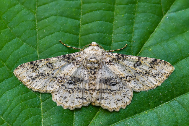 Ascotis selenaria - holdas faaraszoló