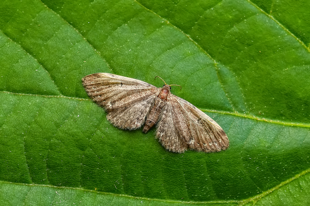 Eupithecia