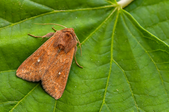 Mythimna albipuncta - fehérpettyes rétibagoly