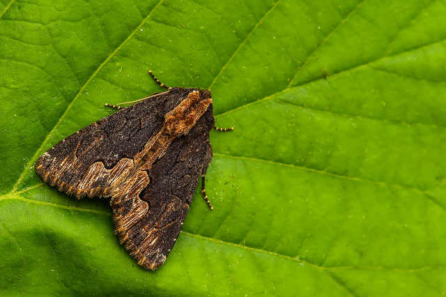 Dypterygia scabriuscula - szurokbarna nyáribagoly
