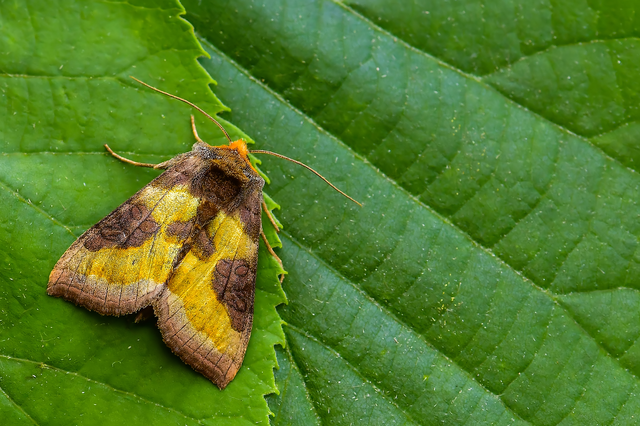 Diachrysia chrysitis/stenochrysis