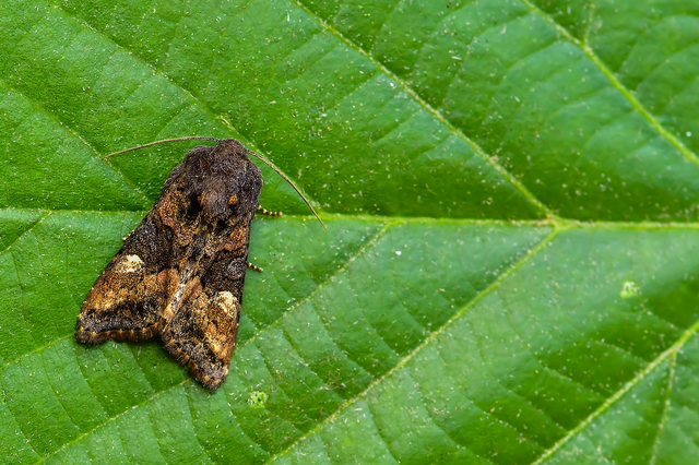 Euplexia lucipara - szeder-csipkésbagoly