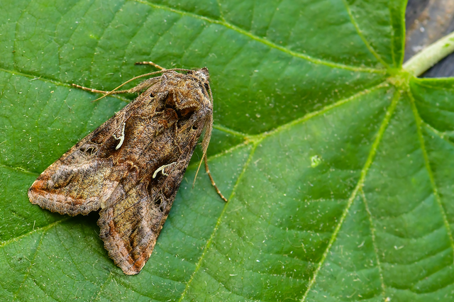Autographa gamma - gammalepke