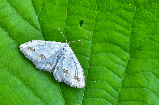 Scopula ornata - díszes fehéraraszoló