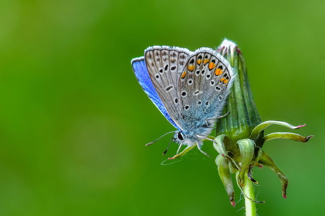 Polyommatus icarus - közönséges boglárka