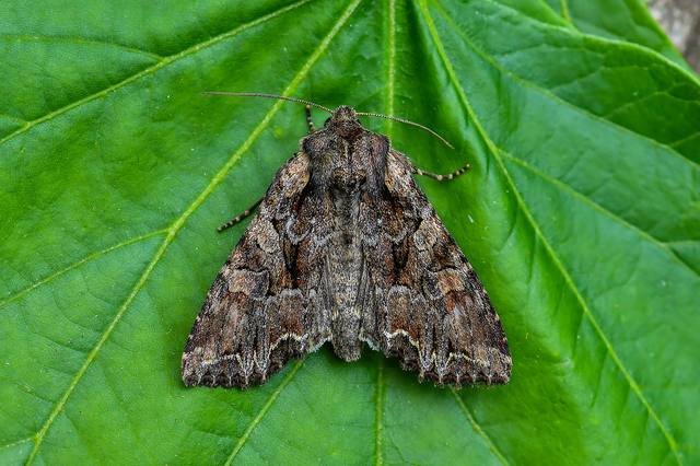 Lacanobia thalassina - borbolya-kertibagoly