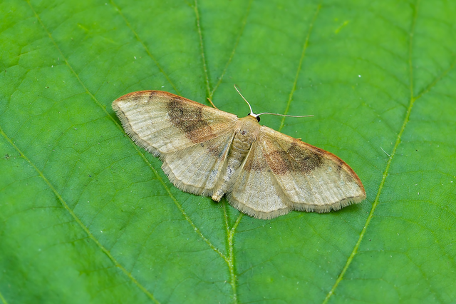 Idaea degeneraria - barnasávos araszoló