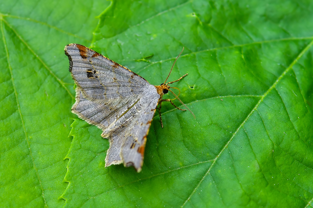 Macaria alternata - közönséges szürkearaszoló