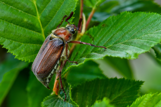 Melolontha hippocastani - erdei cserebogár