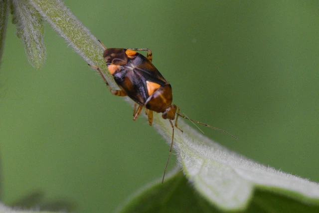 Liocoris tripustulatus - hárompettyes mezeipoloska