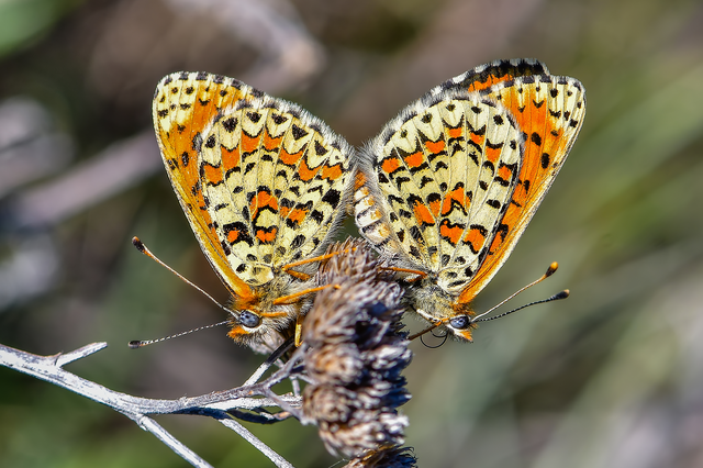 Melitaea trivia - kis tarkalepke