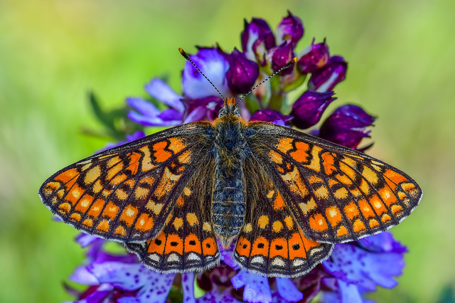 Euphydryas aurinia - lápi tarkalepke