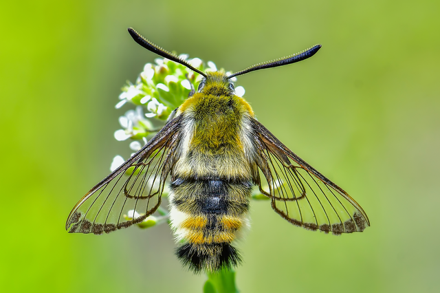 Hemaris tityus - pöszörszender Hemaris tityus - pöszörszender