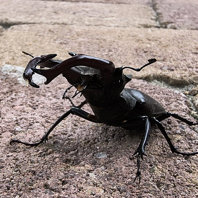 Lucanus cervus - nagy szarvasbogár