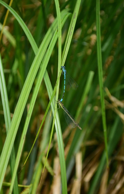 Coenagrion puella - azúrkék légivadász