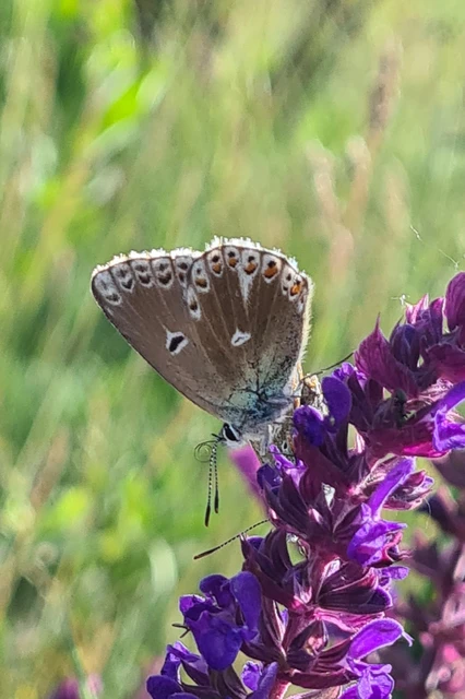 Polyommatus bellargus - égszínű boglárka
