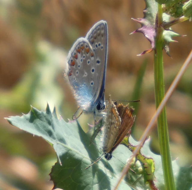 Polyommatus icarus - közönséges boglárka