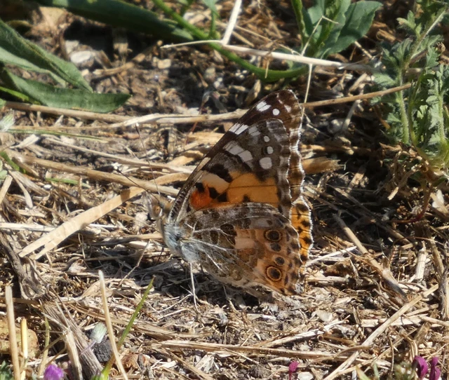 Vanessa cardui - bogáncslepke