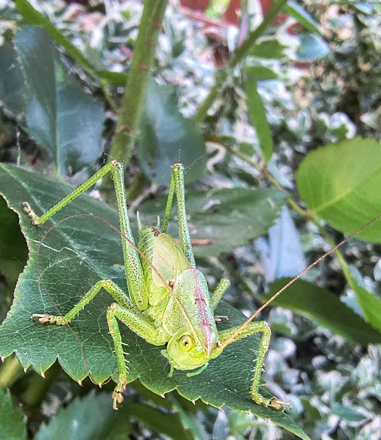 Tettigonia viridissima - zöld lombszöcske