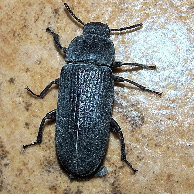 Tenebrio molitor - közönséges lisztbogár