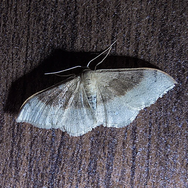 Idaea degeneraria - barnasávos araszoló