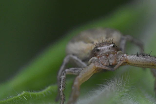 Xysticus