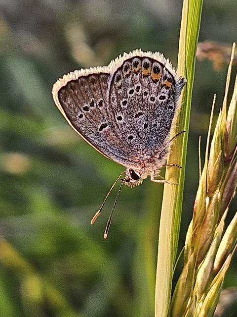 Plebejus argus - ezüstös boglárka