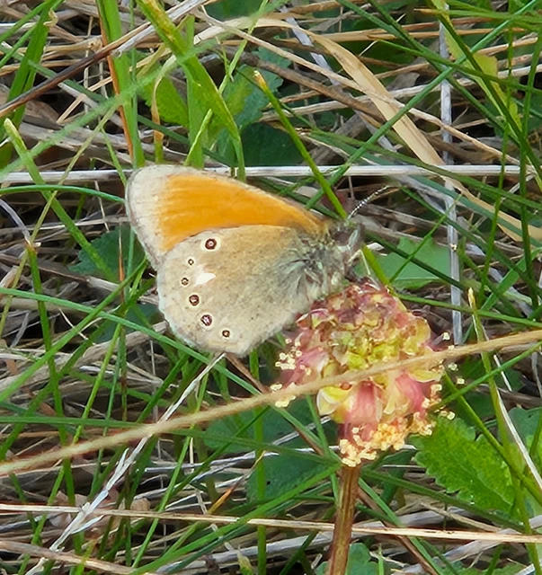 Coenonympha glycerion - közönséges szénalepke