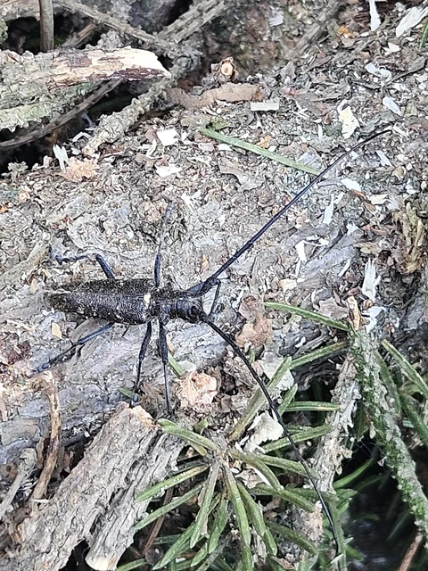 Monochamus