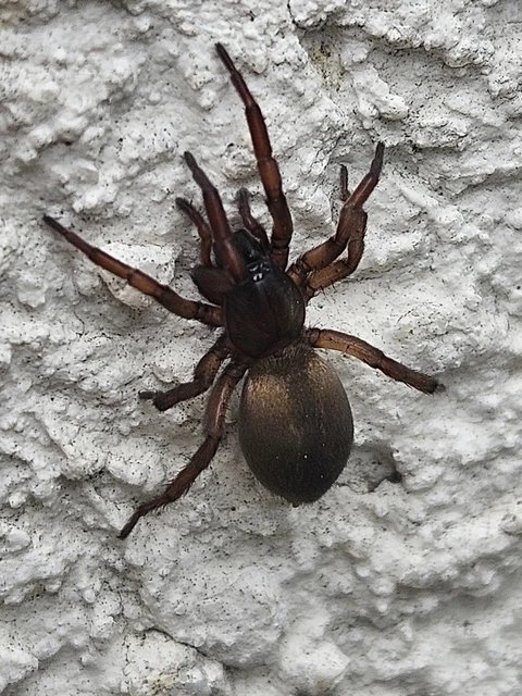 Haplodrassus