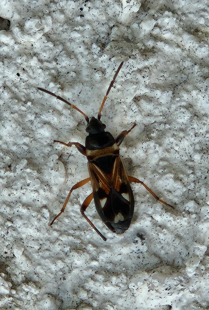 Raglius alboacuminatus - tarka díszesbodobács
