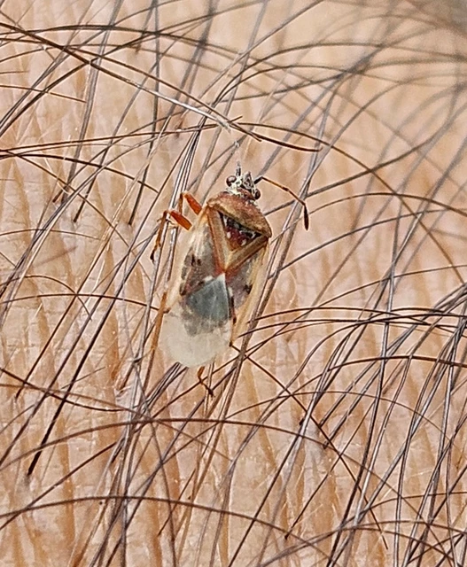 Kleidocerys resedae - nyírbodobács