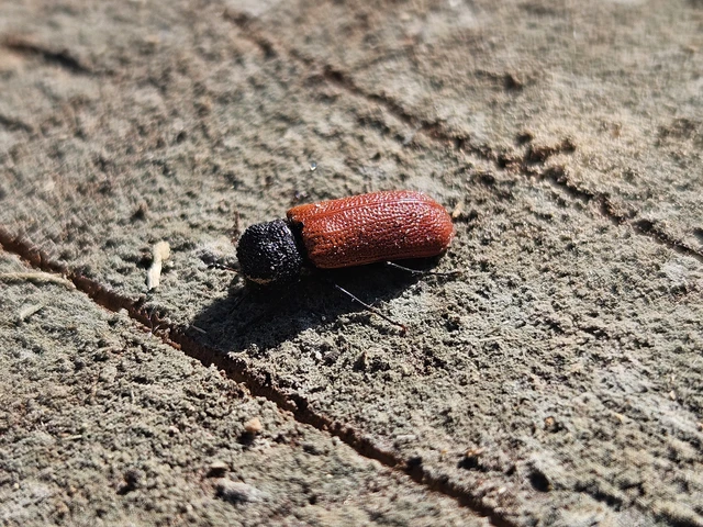 Bostrichus capucinus - piros csuklyásszú