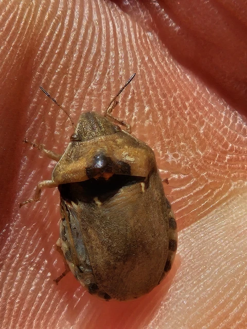 Eurygaster Eurygaster