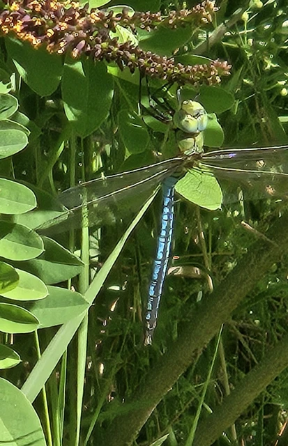 Anax imperator - zöld óriásacsa Anax imperator - zöld óriásacsa