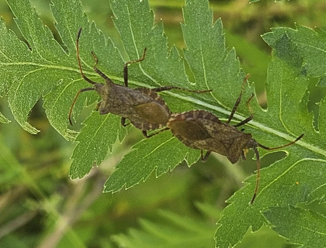 Coreus marginatus - közönséges karimáspoloska