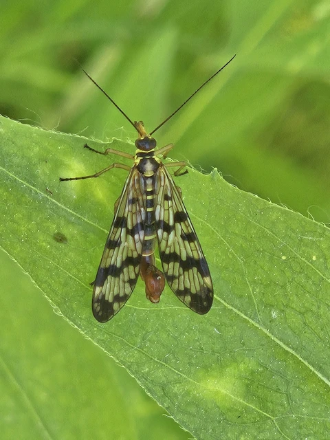 Panorpa vulgaris