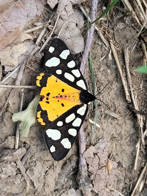 Arctia villica - fekete medvelepke