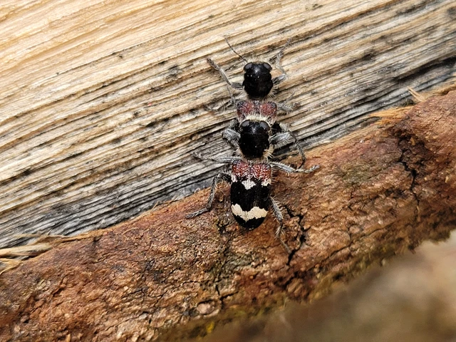 Clerus mutillarius - feketenyakú szúfarkas