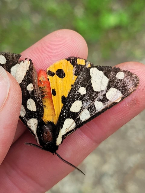 Arctia villica - fekete medvelepke