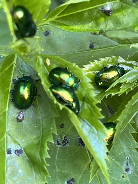 Chrysolina herbacea - zöld mentalevelész