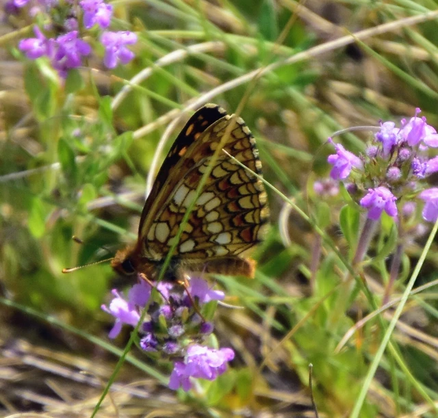 Melitaea aurelia - recés tarkalepke