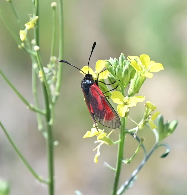 Zygaena minos/purpuralis