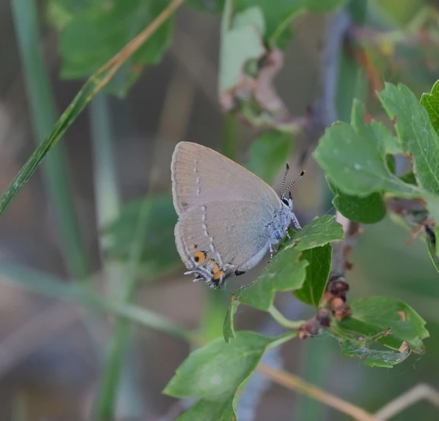 Satyrium acaciae - akác-csücsköslepke